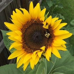 Meet your Posher, Breezy